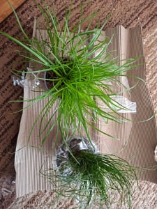 Kattenkruid - Cyperus alternifolius - ter ondersteuning van de spijsvertering bij katten Klantenfoto 3