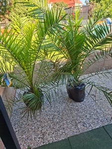 2 Stück Palme XXL 180 cm Phoenix canariensis, kanarische Dattelpalme, winterhart Kunden-Foto 4