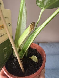 Monstera Deliciosa Variegata, wysokość 40-50 cm | Rzadka, pstrokatowa roślina doniczkowa | Rzadkość | Egzotyczna roślina z rodziny aroniowatych Zdjęcie produktu od klienta nr 18