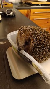 Futterbauer Futterrosinen 10 kg, Energiereiche Rosinen für Wildvögel, schnabelgerechte Happen, staubfrei & naturbelassen Kunden-Foto 2