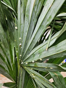 XXL Palme Stammhöhe 40-50 cm winterhart 160-180 cm Trachycarpus fortunei, Hanfpalme, Kunden-Foto 65
