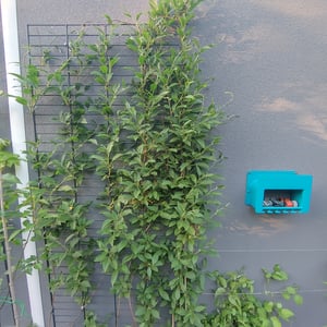 Mini kiwi Issai 70 cm – Actinidia arguta Kiwiberry samozapylające Zdjęcie produktu od klienta nr 1