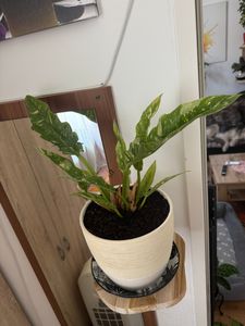 Philodendron "Ring of Fire" - niezwykła roślina doniczkowa - doniczka 12 cm Zdjęcie produktu od klienta nr 1