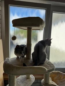 COSTWAY 149 cm hoog, meerlaags krabboom, speeltoren met sisal krabpalen, kattenhuis, manden, ligplaatsen en speelgoed – een avontuurlijke speelplek voor katten Klantenfoto 3