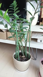 Metalowa podpórka do roślin KADAX, 45 cm Zdjęcie produktu od klienta nr 2
