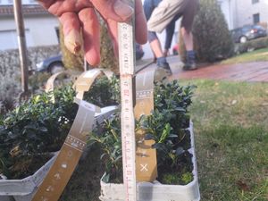 1 plante buis 20-25 cm arbuste Buxus sempervirens Photo du client 7