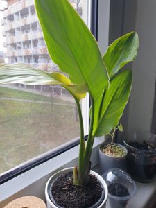 Strelitzia nicolai 25 cm Drzewo Strelitzia Drzewo Kwiat rajskiego ptaka Zdjęcie produktu od klienta nr 1