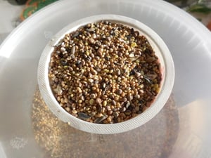 Streufutter | Vogelfutter wildvögel ganzjährig | Vogelfutter Wildvogelfutter 4 Jahreszeiten Premium Mischung | Streufutter für Wildvögel (10KG) Kunden-Foto 5