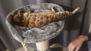 HAPPYPET Premium Kratzbaum Grosse Katzen Stabil 'Felix' - Katzenbaum, Kletterbaum, für Maine Coon, Natursisal, Dicke Stämme mit 18 cm, 120 cm Hoch Kunden-Foto 5