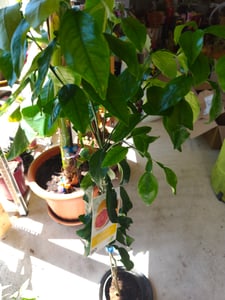Grapefruitbaum Star Ruby 120–140 cm – Pampelmuse/Pomelo Citrusbaum im Topf – exotischer Zitrusbaum für Terrasse & Wintergarten Kunden-Foto 1