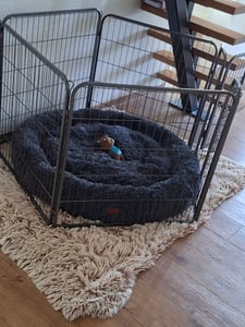 TRESKO® Welpenloopstal 60 cm hoog met dak & aardankers | Welpenausloop 8-delig | Opvouwbare hondenloopstal met deur | Geen gereedschap nodig voor montage | Dierenloopstal honden weerbestendig Klantenfoto 1