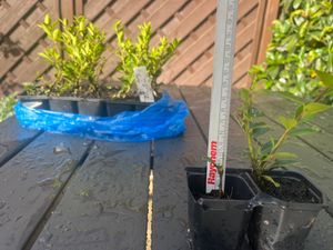 Ilex 'Crenata' 20-25 cm - Stechpalme Heckenpflanzen - Idealer Buchsbaum-Ersatz Kunden-Foto 8
