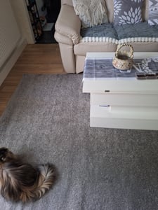Teppich Wohnzimmer Kurzflor Einfarbig für Schlafzimmer kinderzimmer weicher pflegeleichter, versch.- Größen, Farben Kunden-Foto 2