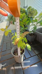 Citrónovník Meyer -Lisa- 30 cm bez plodov Citrus Meyer Lemon Fotografia od zákazníka č. 2