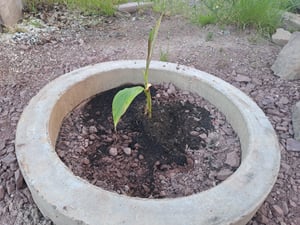 Bananowiec - 3 szt - Musa basjoo - Wysokość 25-40cm - ⌀9cm Zdjęcie produktu od klienta nr 2