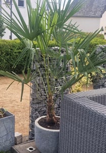 XXL winterharte Palme Hanfpalme 160-220 cm -18 °C Trachycarpus Fortunei Kunden-Foto 15