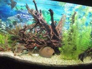 Aquariumdekoration Mangroven-Wurzel small Kunden-Foto 1