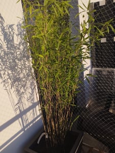 Fargesia nitida Black Pearl 80/100 cm hoch, im 3 Liter-Topf Kunden-Foto 2