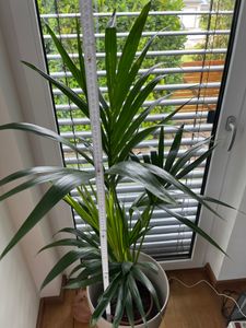Kentia Palme 140-160 cm Howea forsterian Kunden-Foto 7