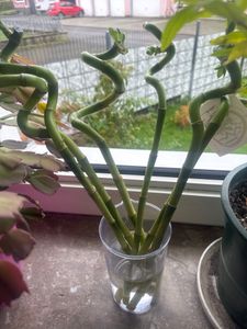 Lucky Bamboo - Set de 6 - Dracaena sanderiana - Hauteur 40-50cm - ⌀2cm Photo du client 2