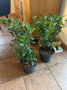 2 x jahodník - Arbutus unedo | 30-40 cm v kontajneri Fotografia od zákazníka č. 1