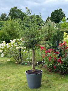 Olivenbaum Olive "Angebot" 150 - 180 cm, beste Qualität, winterhart, Olea Europaea Kunden-Foto 36