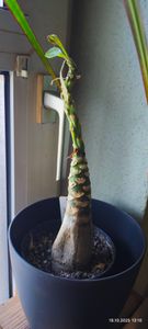 BALDUR Garten 1x Hawaii-Palme, Pflanze im 12 cm-Topf, Zimmerpflanze Brighamia insignis, Vulkanpalme, exotische Zimmerpflanze, mehrjährig - frostfrei halten, Wasserbedarf gering Kunden-Foto 1