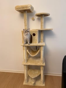 COSTWAY Meerlaags krabpalen met sisalstokken, 168 cm hoge kattenklimtoren met ligplaatsen, hangmat, kattenhol en hangende speeltjes, kattenmeubilair Klantenfoto 5
