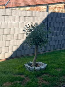 Olivenbaum Olive "Angebot" 150 - 180 cm, beste Qualität, winterhart, Olea Europaea Kunden-Foto 53