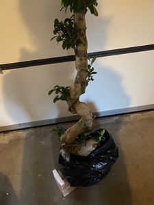 Bonsai Ficus Microcarpa Ginseng (S-Form) – 70-100 cm – Pflegeleichte Zimmerpflanze, ideal für Anfänger, Wohn- und Büroschmuck Kunden-Foto 2