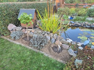 Johannisbeer-Stämmchen `Titania´,  100-120cm im 3,5L-Topf Kunden-Foto 1