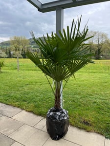 XXL Palme Stammhöhe 40-50 cm winterhart 160-180 cm Trachycarpus fortunei, Hanfpalme, Kunden-Foto 30