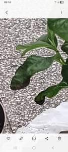 Asimina triloba „Sunflower“ 40–60 cm – indiánský banán Papau – mrazuvzdorná exotická ovocná rostlina – jedlé plody – samosprašná – vytrvalá v To Fotografie od zákazníka č. 6