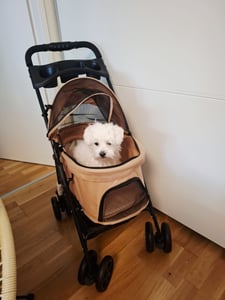 PawHut Hundewagen Pet Stroller für kleine Hunde Haustierwagen Oxford Blau Kunden-Foto 5