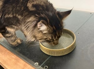 Ontworpen door Lotte Napf. Kattenbak, keramiek, kleur: roze Klantenfoto 1