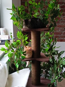 Kratzbaum Natur zum Klettern, Verstecken und Schlafen - groß mit austauschbaren Blättern - mehrstufig, einfach zu montieren - haustiersichere Materialien, langlebige und Patentierter robuste Cat Tree Kunden-Foto 1