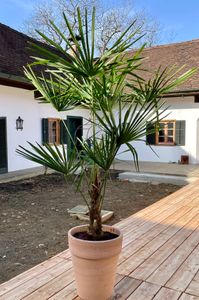 Frostgewöhnte Trachycarpus princeps "Marmor Hanfpalme" 140-160 cm Gesamthöhe -18 Grad Kunden-Foto 2