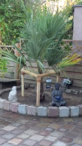 XXL Palme winterhart 180 cm Trachycarpus fortunei, Hanfpalme, Kunden-Foto 4