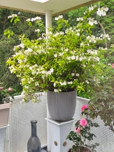 Capi Europe - Blumentopf kugel Groove NL - Anthrazit - 35x34 - KGVZ932 Kunden-Foto 1