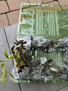 6x Delphinium (P) M.Fount.Sky Blue P9 H20 Kunden-Foto 4