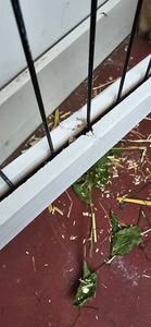MyAnimal Hasenstall MH-20 | Hasenkäfig - Kaninchenstall - 4 Türen - Kleintierstall für Kaninchen und Hasen - Dach zum Öffnen - Zweistöckig (Grau/Weiß) Kunden-Foto 8