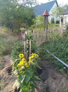 SEVICO 5m Staketenzaun 60cm x 5m mit Lattenabstand 7-8cm mit Pflock Zaunlatte Gartenzaun aus Haselnuss Natur STAHLKRAMPEN GRATIS V112 7-8 Kunden-Foto 6