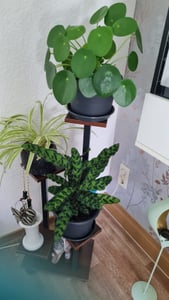 Mulisoft 6-Tier Hölzern Blumenregal Pflanzenregal, Mehrstöckig Blumenständer Pflanzenständer, Blumenbank Blumentreppe Pflanzentreppe,  Standregal für Innen Garten Balkon Deko, Braun Kunden-Foto 3