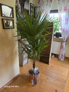 Trachycarpus fortunei Hanfpalme bis 160 cm Höhe Freilandzucht. Frosthart bis -18 Kunden-Foto 1