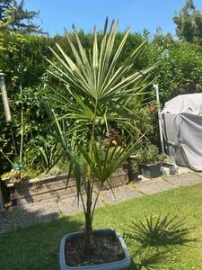 Trachycarpus fortunei Hanfpalme 140-160 cm Höhe Freilandzucht. Frosthart bis -18 Kunden-Foto 7