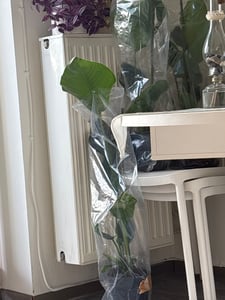 Bloomique - Strelitzia Nicolai - Roślina rajskiego ptaka - Kwiat rajskiego ptaka - Rośliny doniczkowe - Oczyszczające powietrze - Łatwe w utrzymaniu - Wysokość 70-80 cm - Doniczka 17 cm Zdjęcie produktu od klienta nr 3