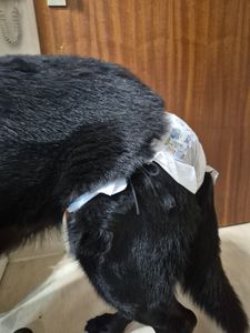 Pannolini usa e getta per cani Pampers per femmine per cani Xs 1-3 Kg 12 Pezzi Foto del cliente 2