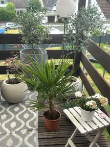 Seltene Trachycarpus Wagnerianus Hanfpalme bis 120 cm Höhe Frosthart bis -19 Grad Kunden-Foto 10