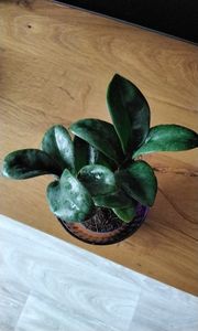 Mini-Pflanze Zamio Palme Zamioculcas zamiifolia Glücksfeder pflegeleicht Baby-Plant 5,5cm Topf Kunden-Foto 2