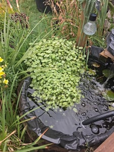 Bloomique - Zestaw 2 szt. - Hydrocotyle Variegata - Wąkrota ogrodowa - Rośliny do oczek wodnych - Rośliny wodne - Odporne na zimę - Wysokość 10-20 cm - Doniczka 11 cm Zdjęcie produktu od klienta nr 1